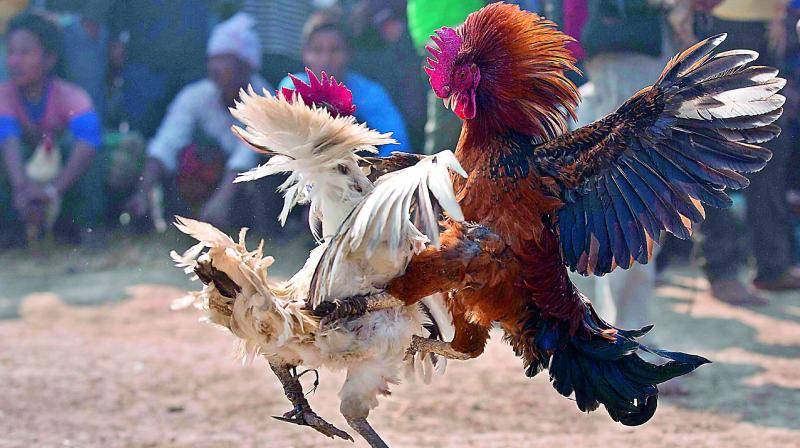 Bí quyết chọn gà 