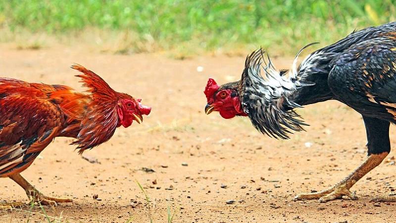 Đặc điểm nổi bật của gà chọi C1