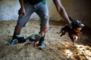 Gà Cuban Là Gì? Nguồn Gốc Và Các Dòng Gà Cuban Nổi Tiếng Nhất