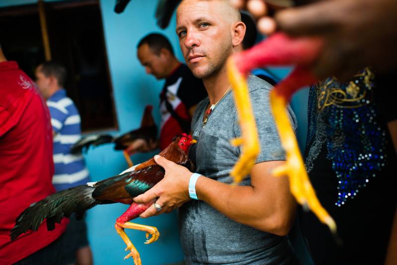 Nguồn gốc và quá trình hình thành của gà Cuban
