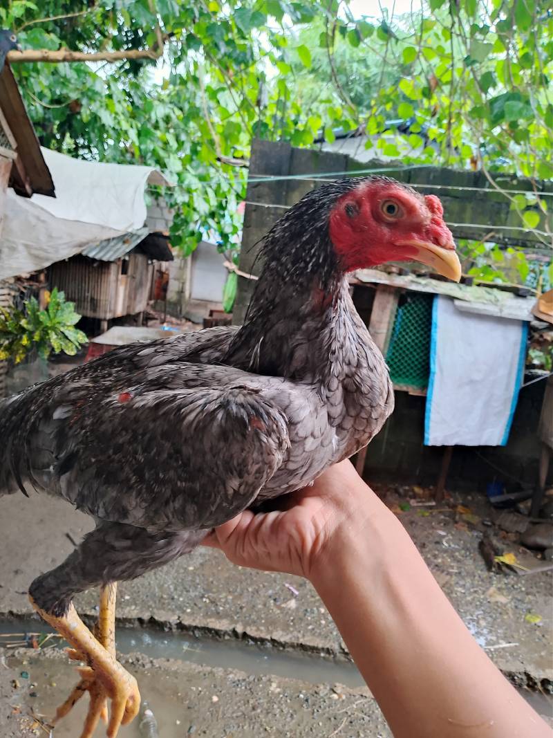 Quy trình huấn luyện khắt khe tạo nên gà chọi C1